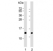 Western blot testing of human 1) placenta and 2) K562 lysate with HBE1 antibody. Predicted molecular weight ~16 kDa.