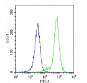 Flow cytometry testing of fixed and permeabilized human K562 cells with HBE1 antibody; Blue=isotype control, Green= HBE1 antibody.