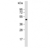Western blot testing of human liver lysate with LYVE1 antibody. Expected molecular weight: 35-65 kDa depending on glycosylation level.