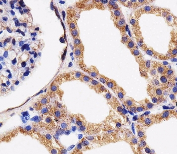 IHC testing of FFPE human kidney tissue with Adenylate kinase 4 antibody. HIER: steam section in pH6 citrate buffer for 20 min and allow to cool prior to staining.