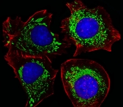 Immunofluorescent staining of fixed and permeabilized human HepG2 cells with Adenylate kinase 4 antibody (green), DAPI nuclear stain (blue) and anti-Actin (red).