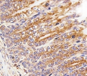IHC testing of FFPE mouse stomach tissue with Cytochrome C1 antibody. HIER: steam section in pH6 citrate buffer for 20 min and allow to cool prior to staining.