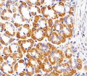 IHC testing of FFPE rat stomach tissue with Cytochrome C1 antibody. HIER: steam section in pH6 citrate buffer for 20 min and allow to cool prior to staining.