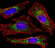 Immunofluorescent staining of fixed and permeabilized human HeLa cells with Cytochrome C1 antibody (green), DAPI nuclear stain (blue) and anti-Actin (red).