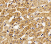 IHC testing of FFPE human liver tissue with MPP7 antibody. HIER: steam section in pH6 citrate buffer for 20 min and allow to cool prior to staining.