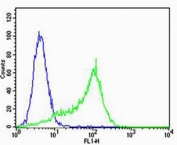 Flow cytometry testing of human HeLa cells with MPP7 antibody; Blue=isotype control, Green= MPP7 antibody.