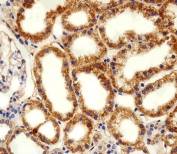 IHC testing of FFPE human kidney tissue with ADRA1D antibody. HIER: steam section in pH6 citrate buffer for 20 min and allow to cool prior to staining.