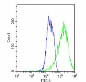 Flow cytometry testing of fixed and permeabilized human MCF7 cells with ADRA1D antibody; Blue=isotype control, Green= ADRA1D antibody.