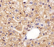 IHC testing of FFPE mouse liver tissue with AGAP4 antibody. HIER: steam section in pH6 citrate buffer for 20 min and allow to cool prior to staining.