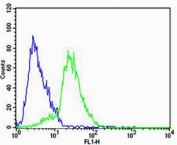 Flow cytometry testing of human SH-SY5Y cells with STRADA antibody; Blue=isotype control, Green= STRADA antibody.