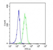 Flow cytometry testing of fixed and permeabilized human K562 cells with Erythropoietin Receptor antibody; Blue=isotype control, Green= Erythropoietin Receptor antibody.