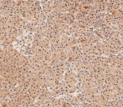 IHC testing of FFPE human pancreas tissue with UBE4B antibody. HIER: steam section in pH6 citrate buffer for 20 min and allow to cool prior to staining.