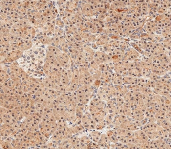 IHC testing of FFPE human pancreas tissue with UBE4B antibody. HIER: steam section in pH6 citrate buffer for 20 min and allow to cool prior to staining.