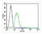 Flow cytometry testing of fixed and permeabilized human U-2 OS cells with Integrin alpha 7 antibody; Blue=isotype control, Green= Integrin alpha 7 antibody.