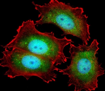 Immunofluorescent staining of fixed and permeabilized human MCF7 cells with KIF22 antibody (green), DAPI nuclear stain (blue) and anti-Actin (red).