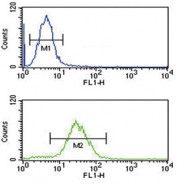 Flow cytometry testing of human HL60 cells with CFL1 antibody; Blue=isotype control, Green= CFL1 antibody.