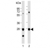 Western blot testing of human 1) A431 and 2) HepG2 cell lysate with TPI1 antibody. Predicted molecular weight: ~26 kDa.