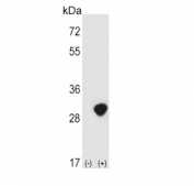 Western blot testing of 1) non-transfected and 2) transfected HEK293 cell lysate with TPI1 antibody.