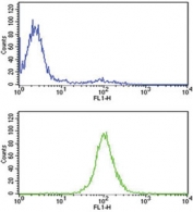 Flow cytometry testing of human CCRF-CEM cells with TPI1 antibody; Blue=isotype control, Green= TPI1 antibody.