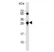 Western blot testing of human HepG2 cell lysate with GSTO1 antibody. Predicted molecular weight: ~28 kDa.