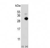 Western blot testing of 1) non-transfected and 2) transfected HEK293 cell lysate with GSTO1 antibody. 