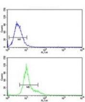 Flow cytometry testing of human NCI-H292 cells with GSTO1 antibody; Blue=isotype control, Green= GSTO1 antibody.