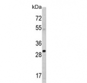 Western blot testing of mouse cerebellum lysate with YWHAG antibody. Predicted molecular weight ~28 kDa.