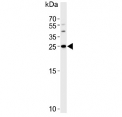 Western blot testing of human HeLa cell lysate with YWHAG antibody. Predicted molecular weight ~28 kDa.