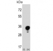 Western blot testing of 1) non-transfected and 2) transfected 293 cell lysate with YWHAG antibody.
