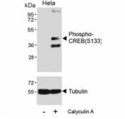 Western blot testing of lysate from HeLa cells treated or untreated with Calyculin A, using phospho-CREB antibody.