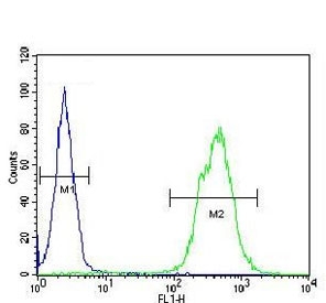 Flow cytometry testing of human WiDr cells with TOX-3 antibody; Blue=isotype control, Green= TOX-3 antibody.
