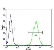 Flow cytometry testing of human WiDr cells with TOX-3 antibody; Blue=isotype control, Green= TOX-3 antibody.