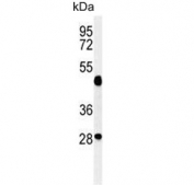 Western blot testing of mouse cerebellum lysate with RagD antibody. Predicted molecular weight: ~51 kDa and ~30 kDa (multiple isoforms).
