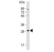 Western blot testing of human 293T cell lysate with RagD antibody. Predicted molecular weight: ~46 kDa (isoform 1) and ~29 kDa (isoform 2).