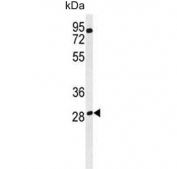 Western blot testing of human MDA-MB-435 cell lysate with RagD antibody. Predicted molecular weight: ~46 kDa (isoform 1) and ~29 kDa (isoform 2).
