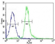 Flow cytometry testing of human MDA-MB-435 cells with RagD antibody; Blue=isotype control, Green= RagD antibody.