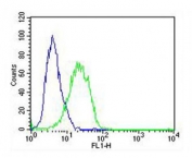 Flow cytometry testing of fixed and permeabilized human A549 cells with Adrenomedullin antibody; Blue=isotype control, Green= Adrenomedullin antibody.
