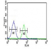 Flow cytometry testing of human K562 cells with FOLH1B antibody; Blue=isotype control, Green= FOLH1B antibody.