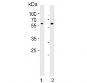 Western blot testing of 1) human HepG2 and 2) mouse brain lysate with TENT2 antibody. Predicted molecular weight ~56 kDa.