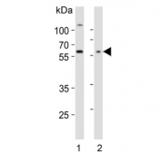 Western blot testing of mouse 1) brain and 2) cerebellulm lysate with TENT2 antibody. Predicted molecular weight ~56 kDa.