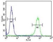 Flow cytometry testing of fixed and permeabilized human HEK293 cells with JHDM1D antibody; Blue=isotype control, Green= JHDM1D antibody.
