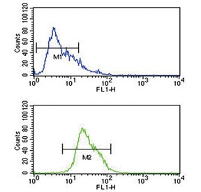 Flow cytometry testing of human CCRF-CEM cells with ADH1C antibody; Blue=isotype control, Green= ADH1C antibody.