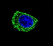 Immunofluorescent staining of human HepG2 cells with AADC antibody (green) and DAPI nuclear stain (blue).