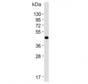 Western blot testing of mouse brain lysate with BHLHE41 antibody.  Predicted molecular weight ~50 kDa.