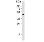 Western blot testing of human brain lysate with BHLHE41 antibody.  Predicted molecular weight ~50 kDa.