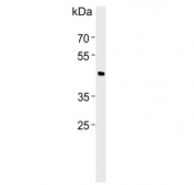 Western blot testing of human RD cell lysate with BHLHE41 antibody.  Predicted molecular weight ~50 kDa.