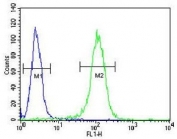 Flow cytometry testing of human NCI-H460 cells with BHLHE41 antibody; Blue=isotype control, Green= BHLHE41 antibody.
