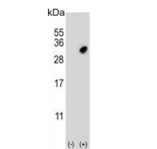 Western blot testing of 1) non-transfected and 2) transfected 293 cell lysate with GSTO2 antibody.