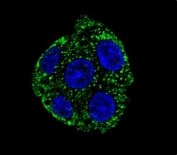 Immunofluorescent staining of human HepG2 cells with GSTO2 antibody (green) and DAPI nuclear stain (blue).