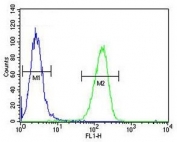 Flow cytometry testing of human A2058 cells with GSTO2 antibody; Blue=isotype control, Green= GSTO2 antibody.